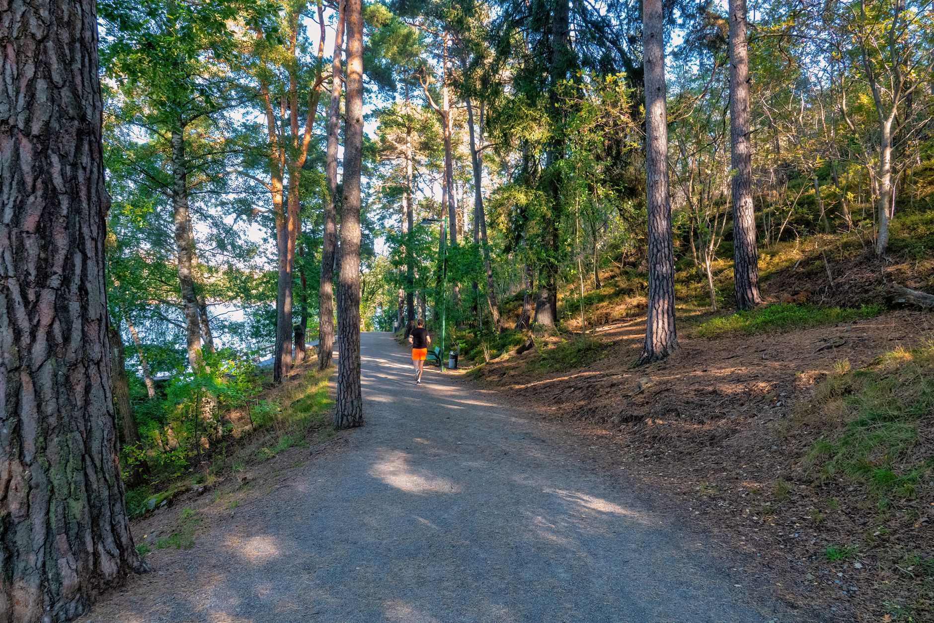 Sonniger Waldweg als Einladung zu täglicher Bewegung an der frischen Luft