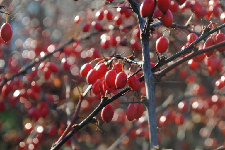 Reife rote Berberitzen-Beeren am Zweig – die Pflanze, aus der Berberin gewonnen wird